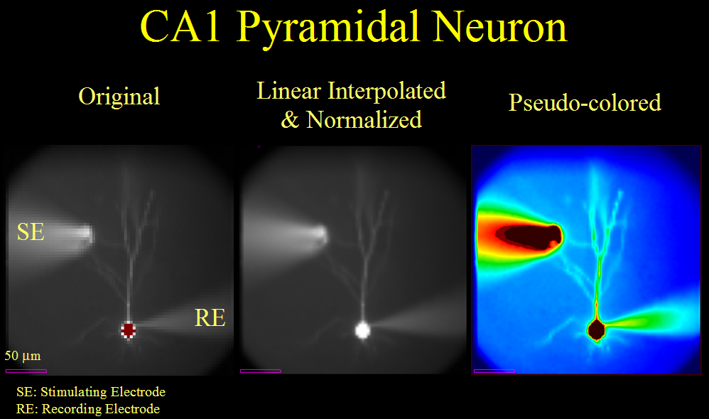 Mouse CA1 Pyramidal Neuron