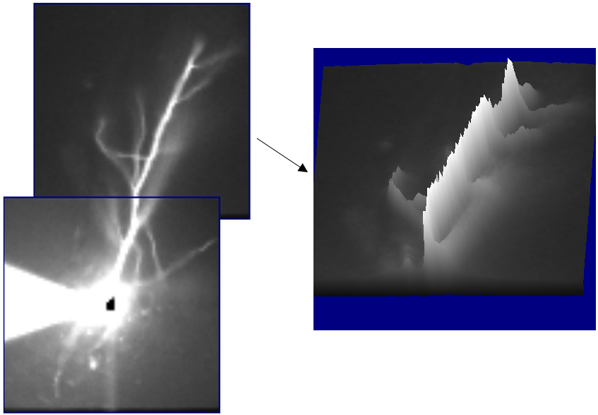 Rendering of one dendrite